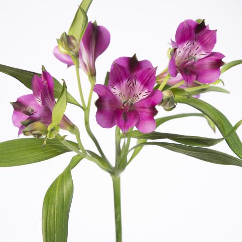 10x Alstroemeria morado 70cm