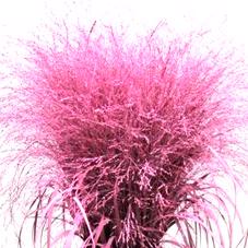 150x Gs panicum roze 80cm