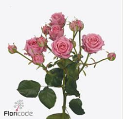 10x Rosa tr. emilia 40cm