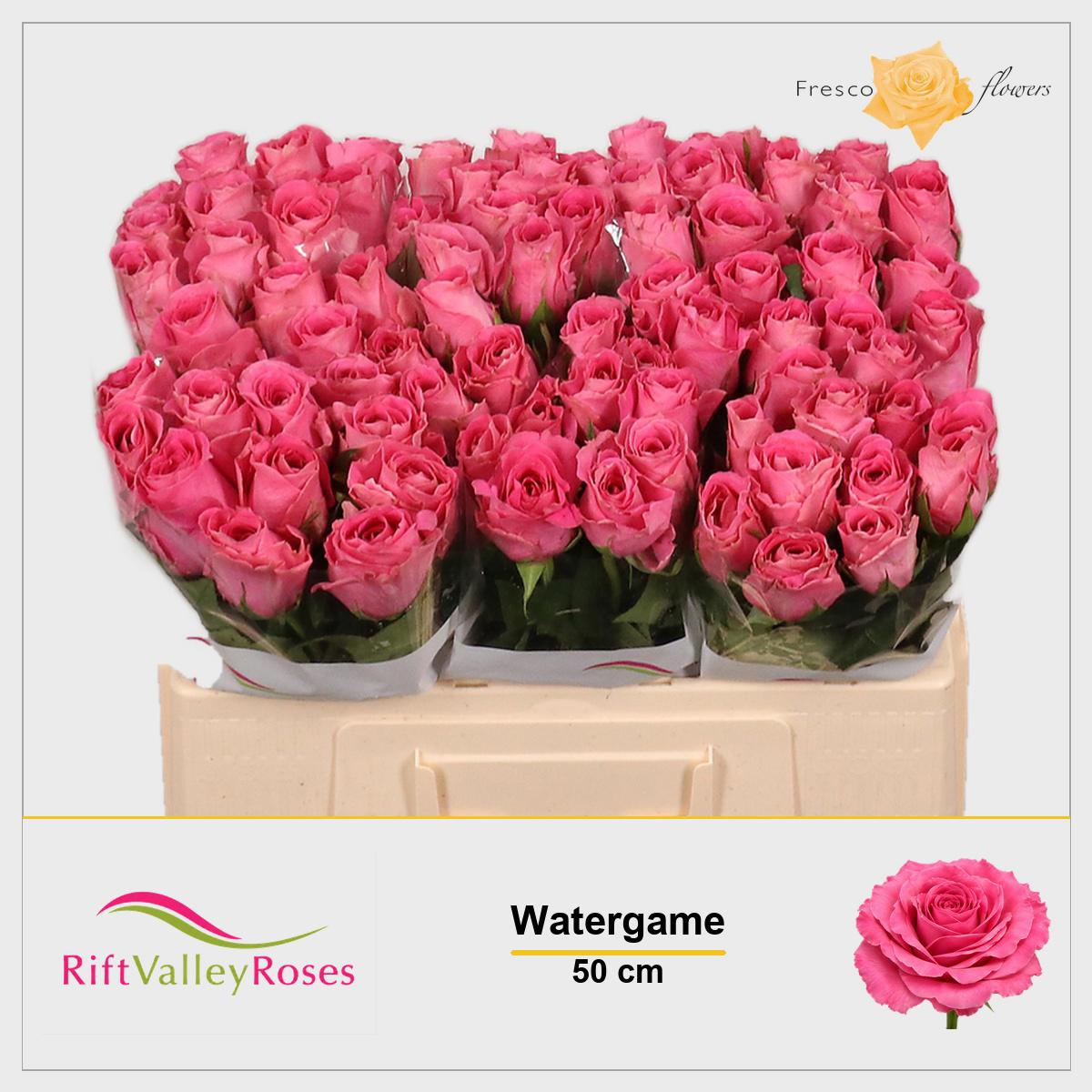 10x Rosa water game 50cm