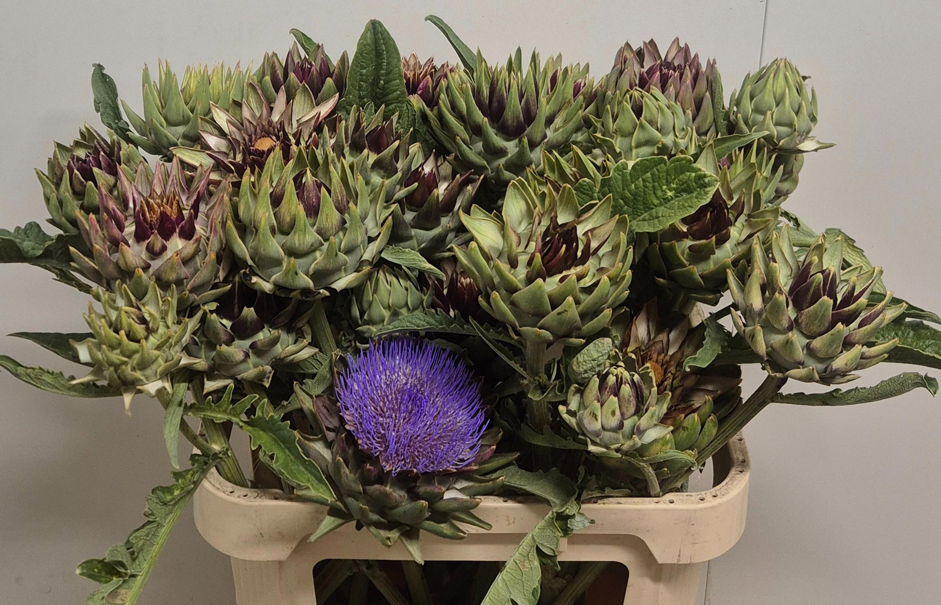 12x Cynara green globe 80cm