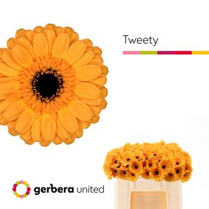 60x Germ.tweety 50cm