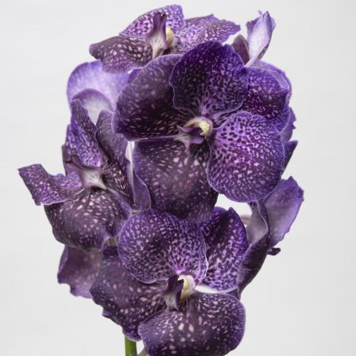 16x Vanda sun.violetta dark
