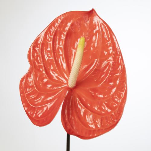 10x Anth.naranja 10cm
