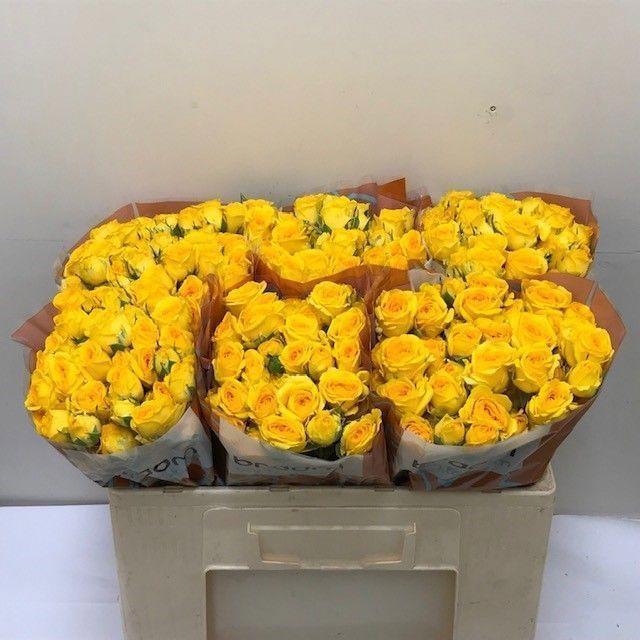 10x Rosa ramona 50cm