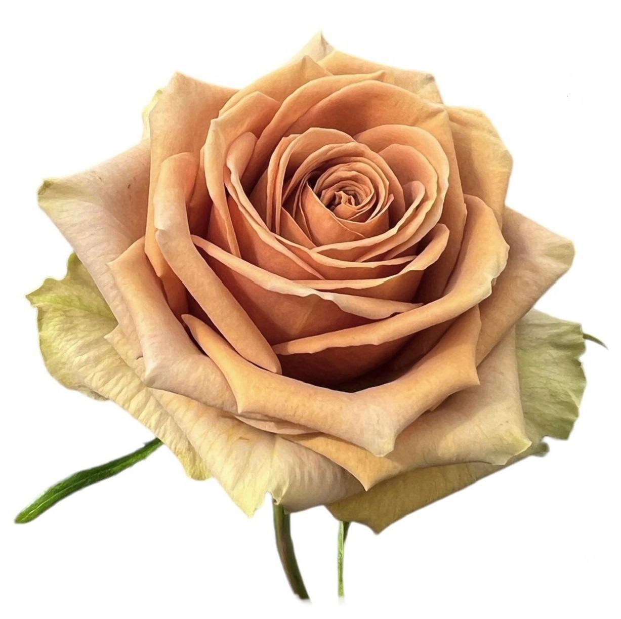 24x Rosa teddy's 50cm