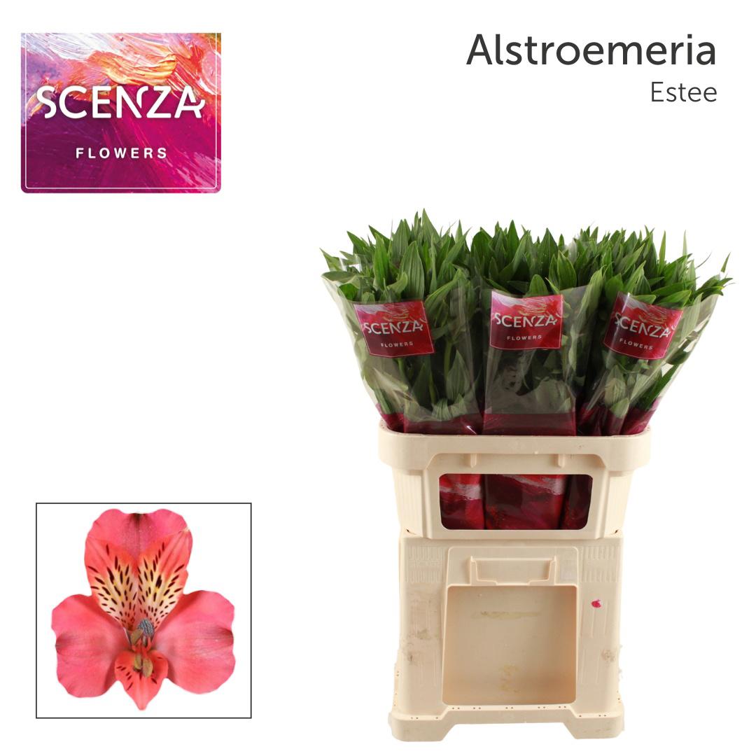 10x Alstroemeria estee 70cm