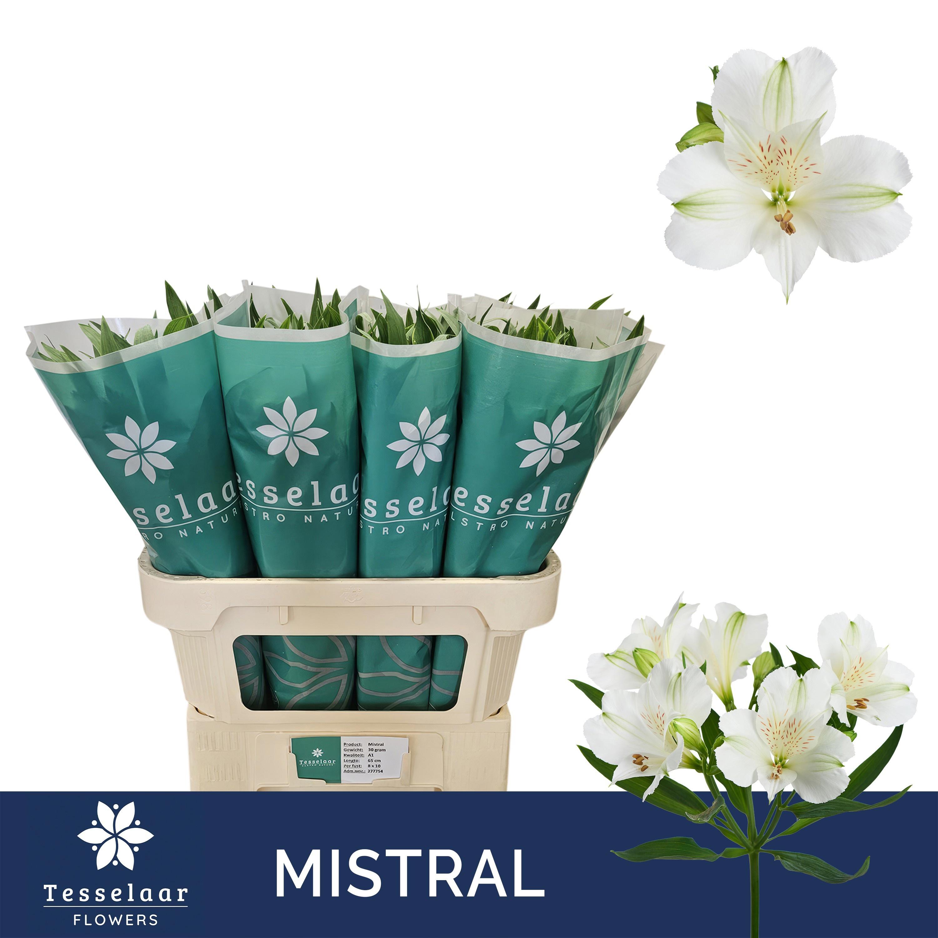 10x Alstroemeria mistral 70cm