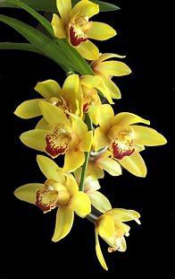 12x Cymb.tak femba yellow 50cm