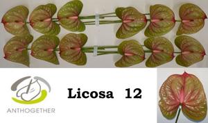 12x Anth.licosa 10cm