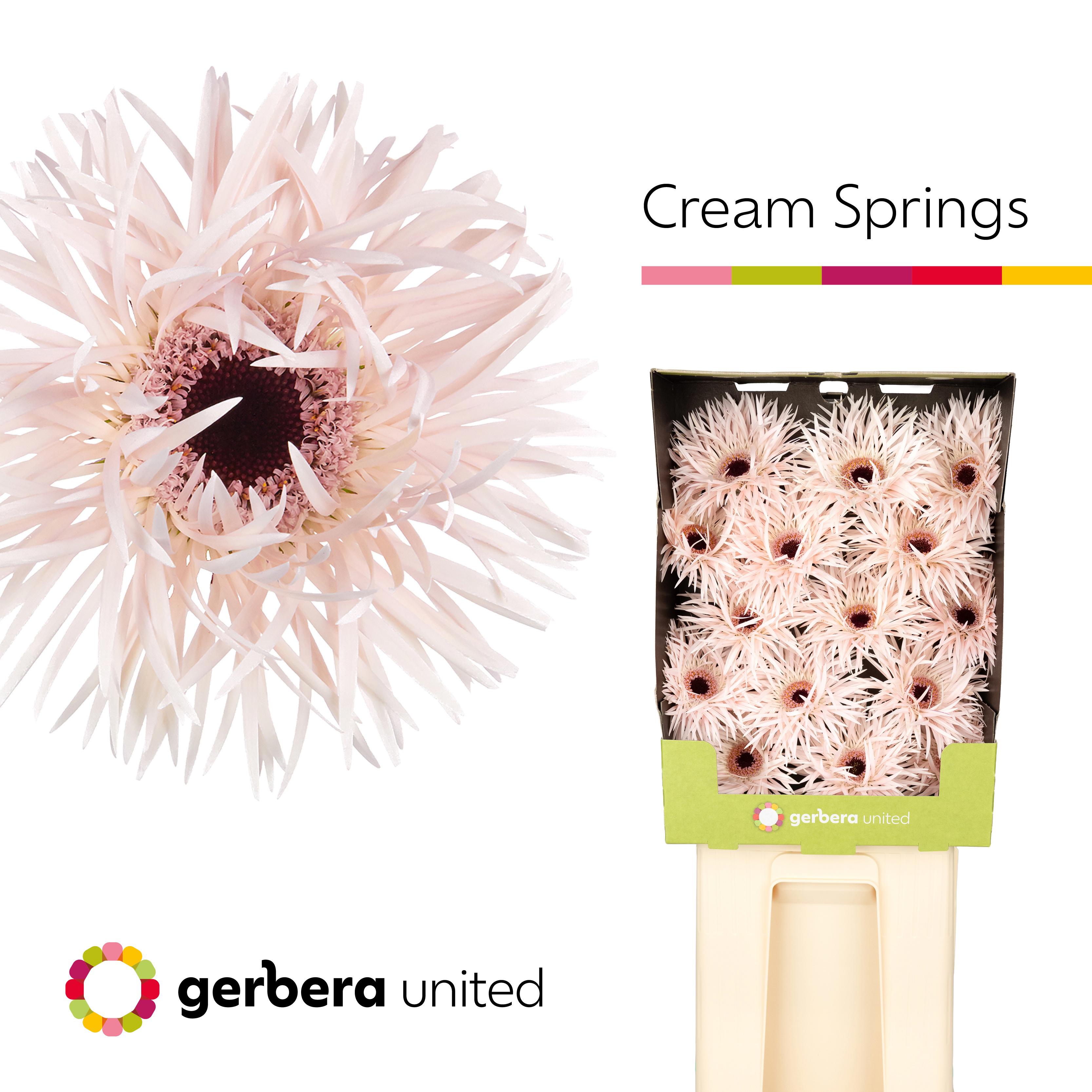15x Gerb.cream springs zh 70cm