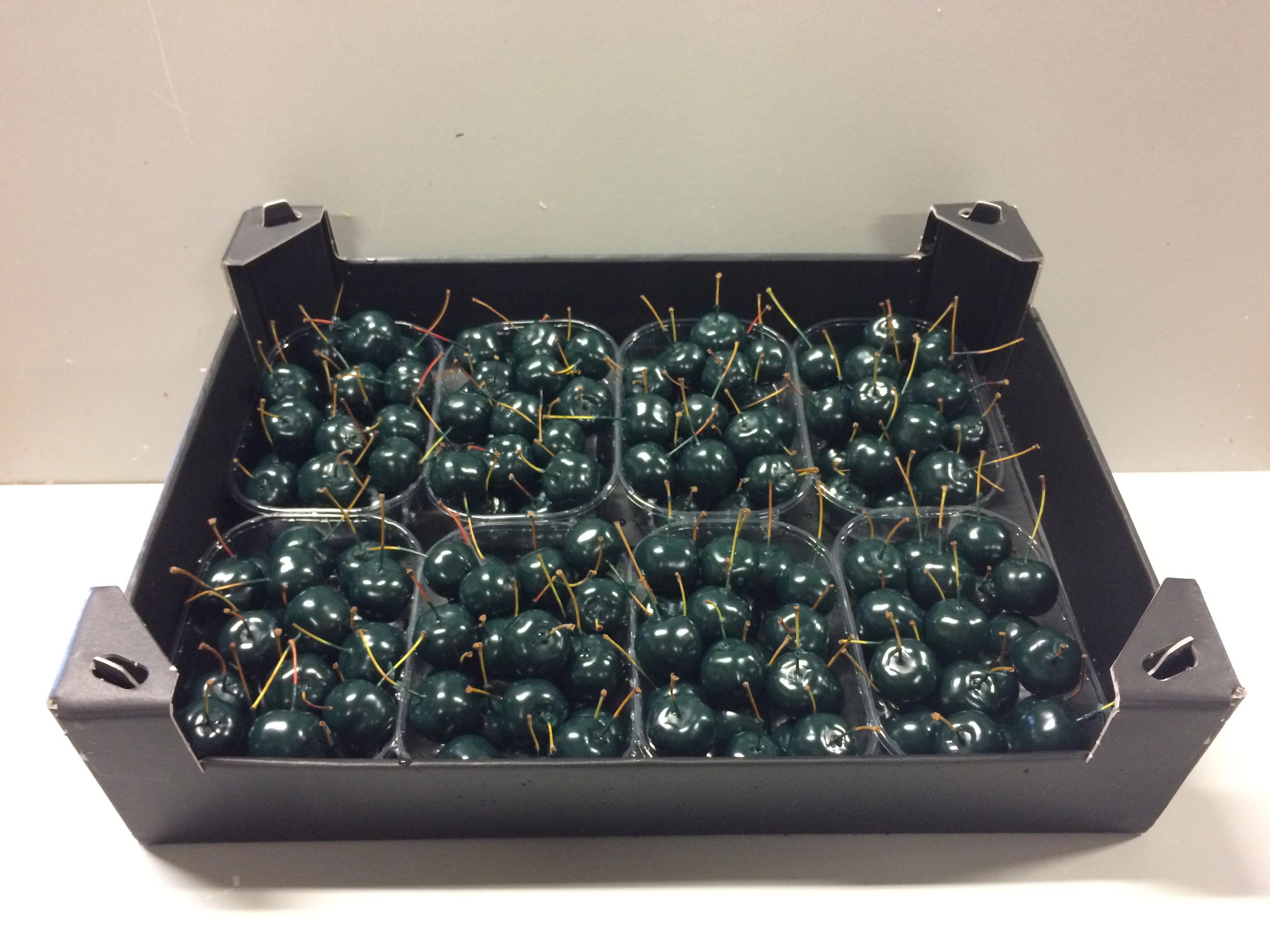 8x Sf malus wax dennengroen