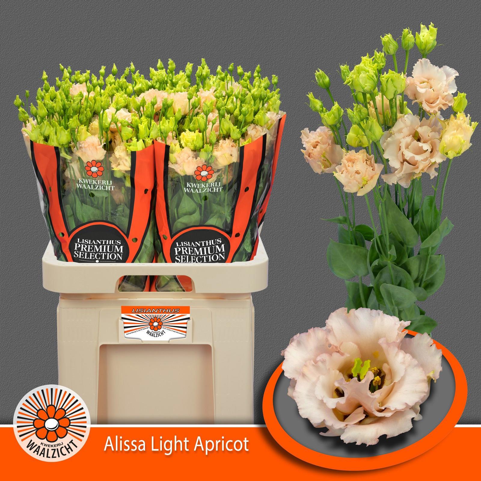 10x Eust.alissa light apricot du 70cm