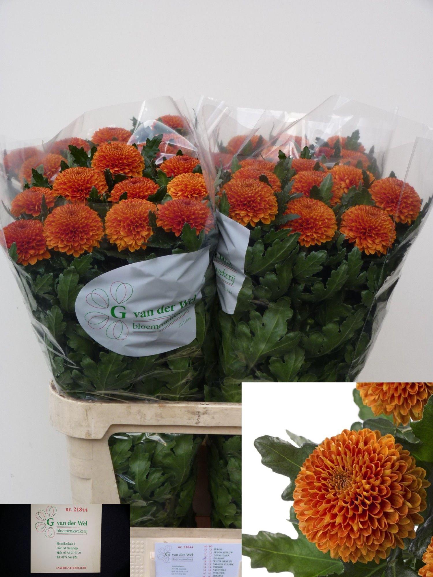10x Chrysant paladov dark 80cm