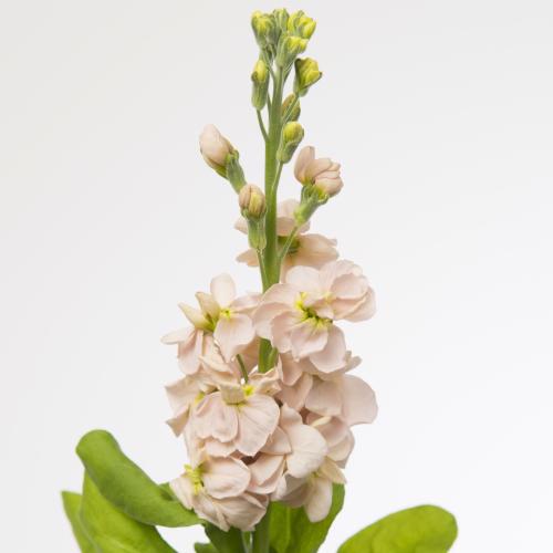 10x Matt.aida apricot 60cm