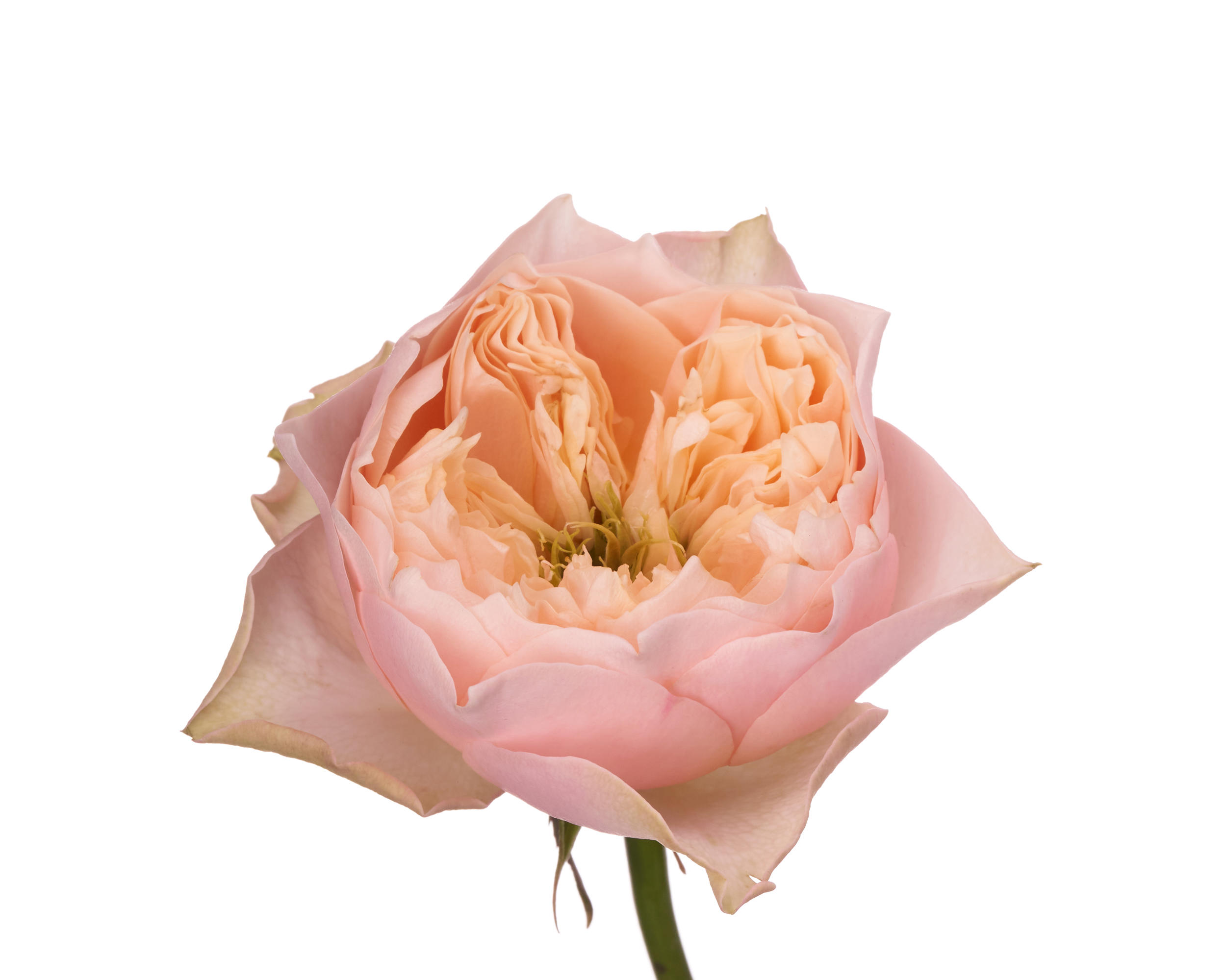10x Rosa romantic vuvuzela 40cm