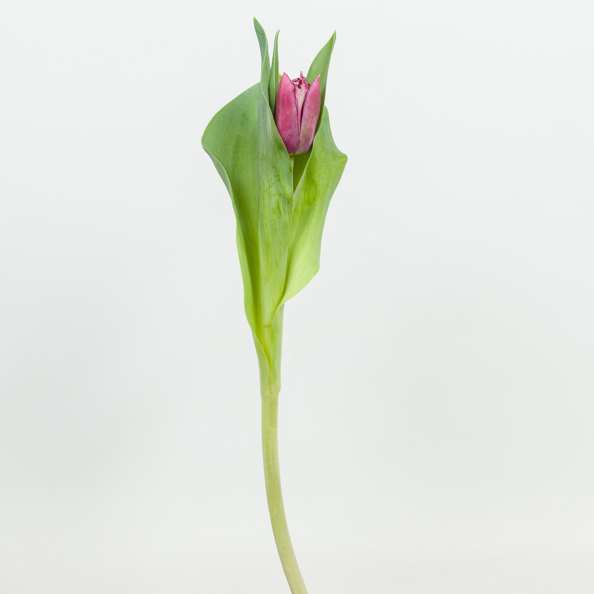 50x Tulipa mascotte gf 40cm