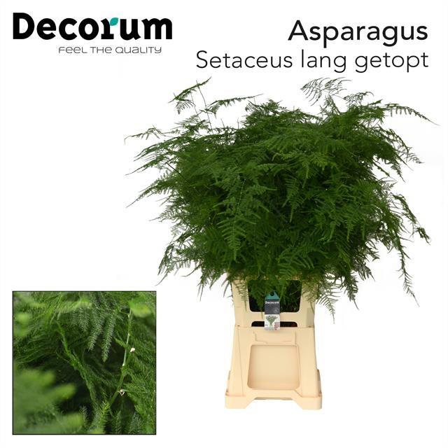 50x Aspar.set.lang.getopt 80cm