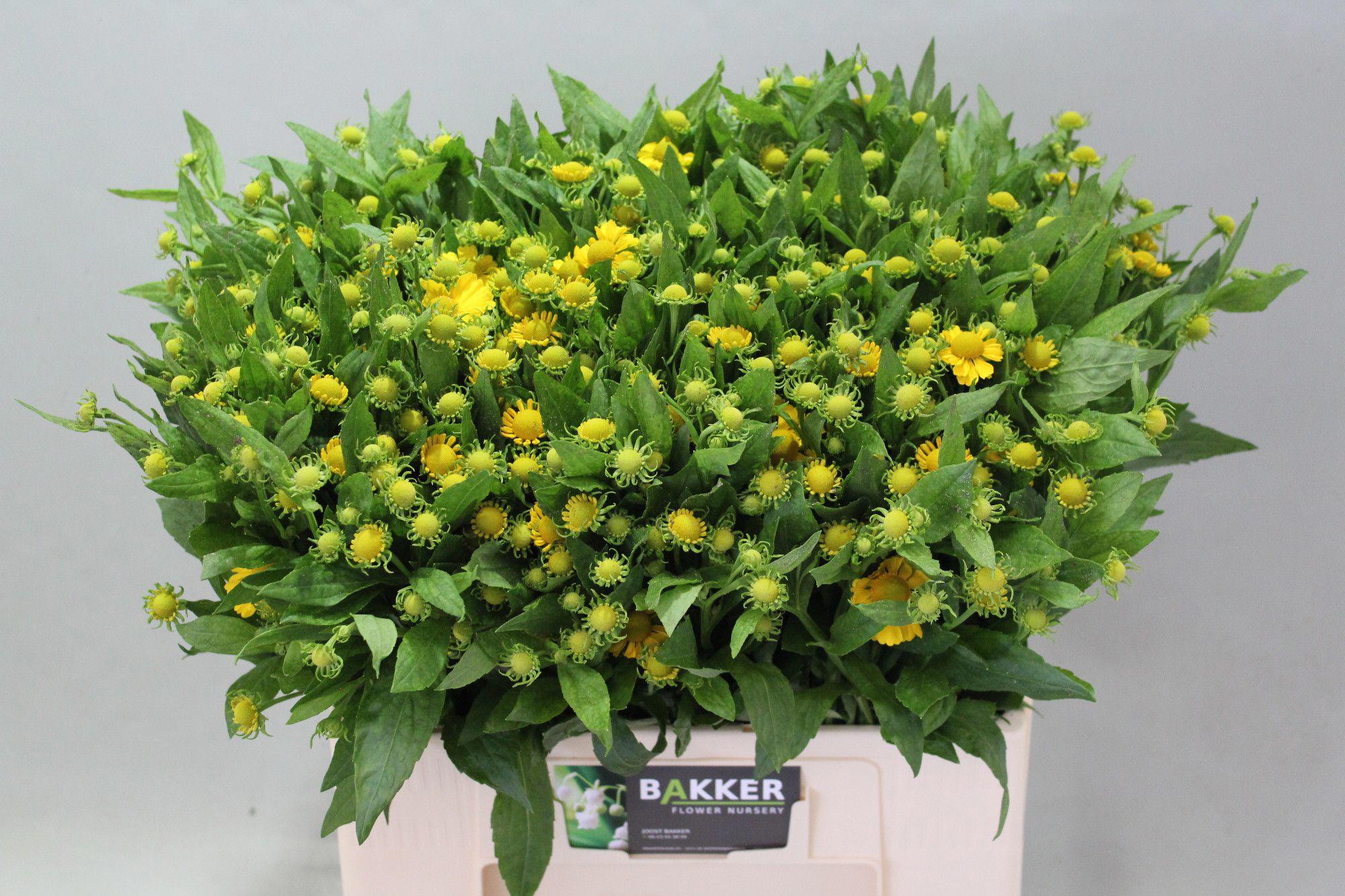 20x Helenium kanaria 60cm