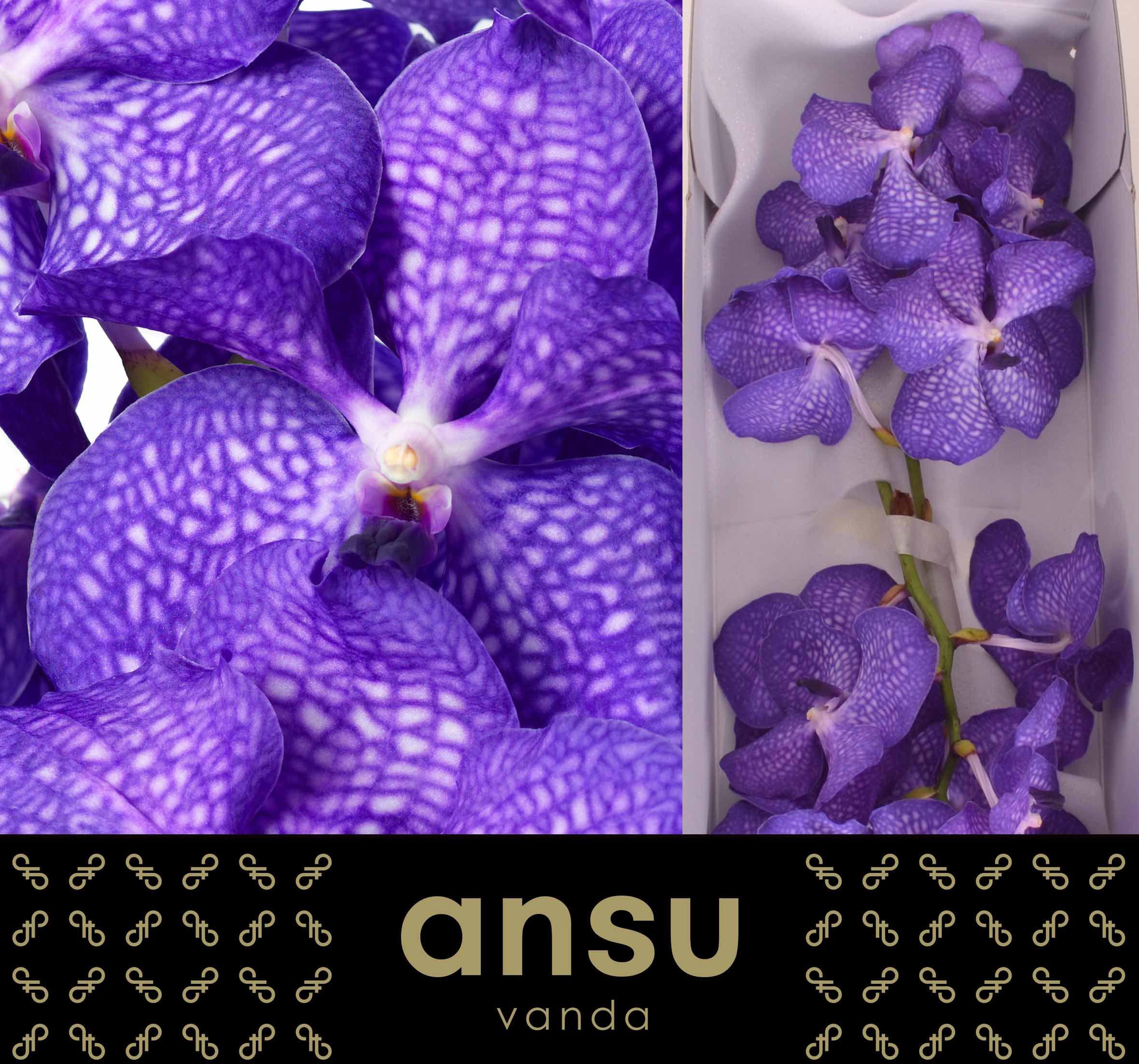 16x Vanda kan.magic blue 30cm