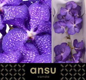 16x Vanda kan.magic blue 30cm
