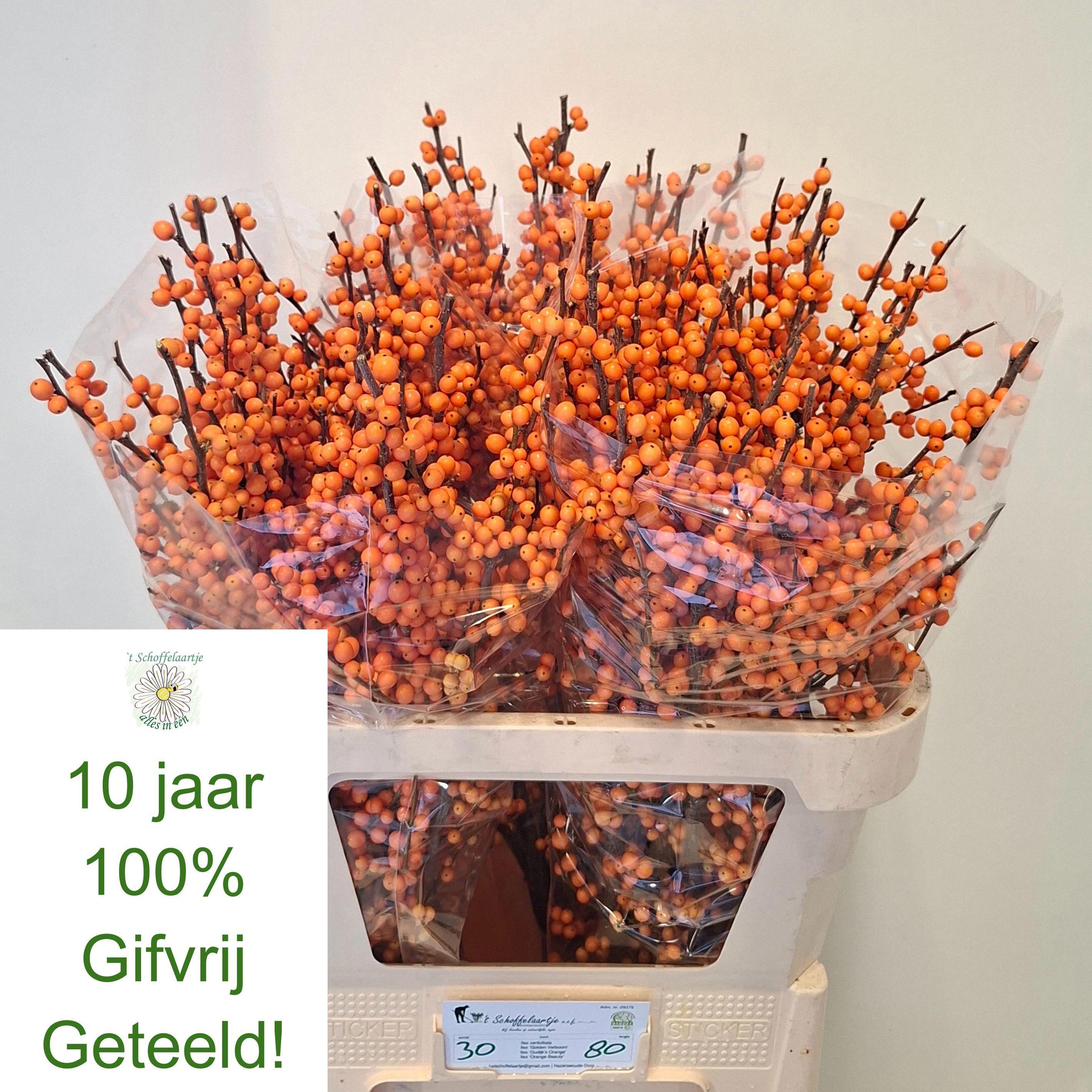 10x Ilex orange beauty 80cm