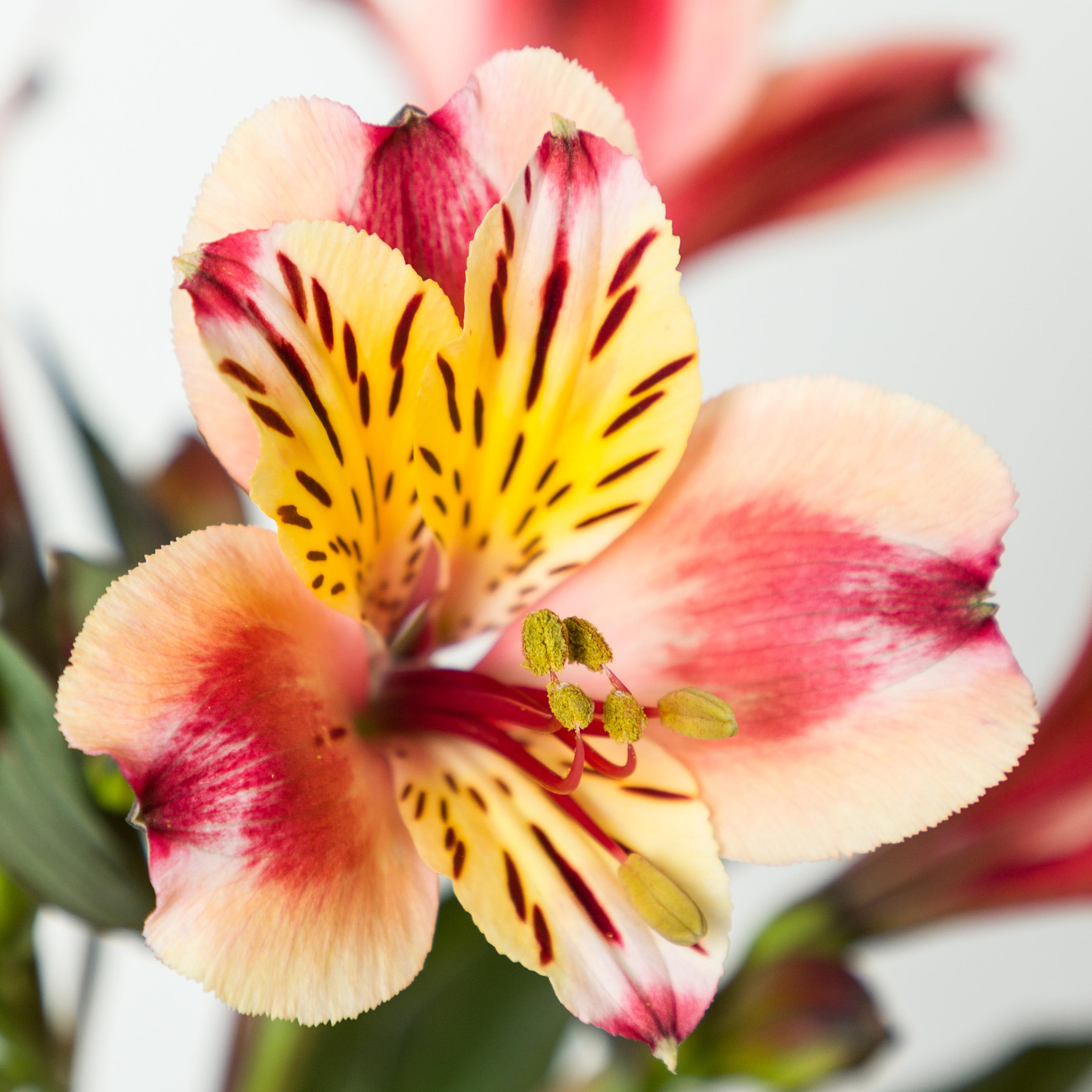 1x Alstroemeria - rood 40cm