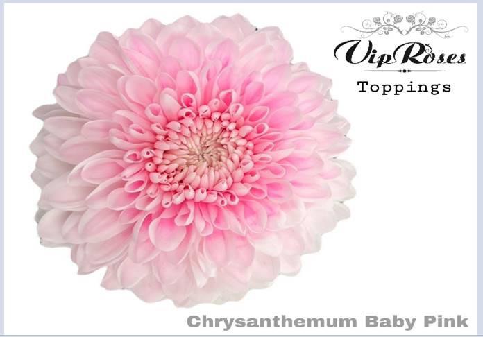 20x Chrysant magnum baby pink 70cm