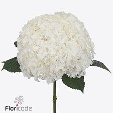 10x Hydr.royal highness 80cm