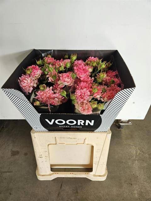 10x Rosa tr. #sweety 60cm