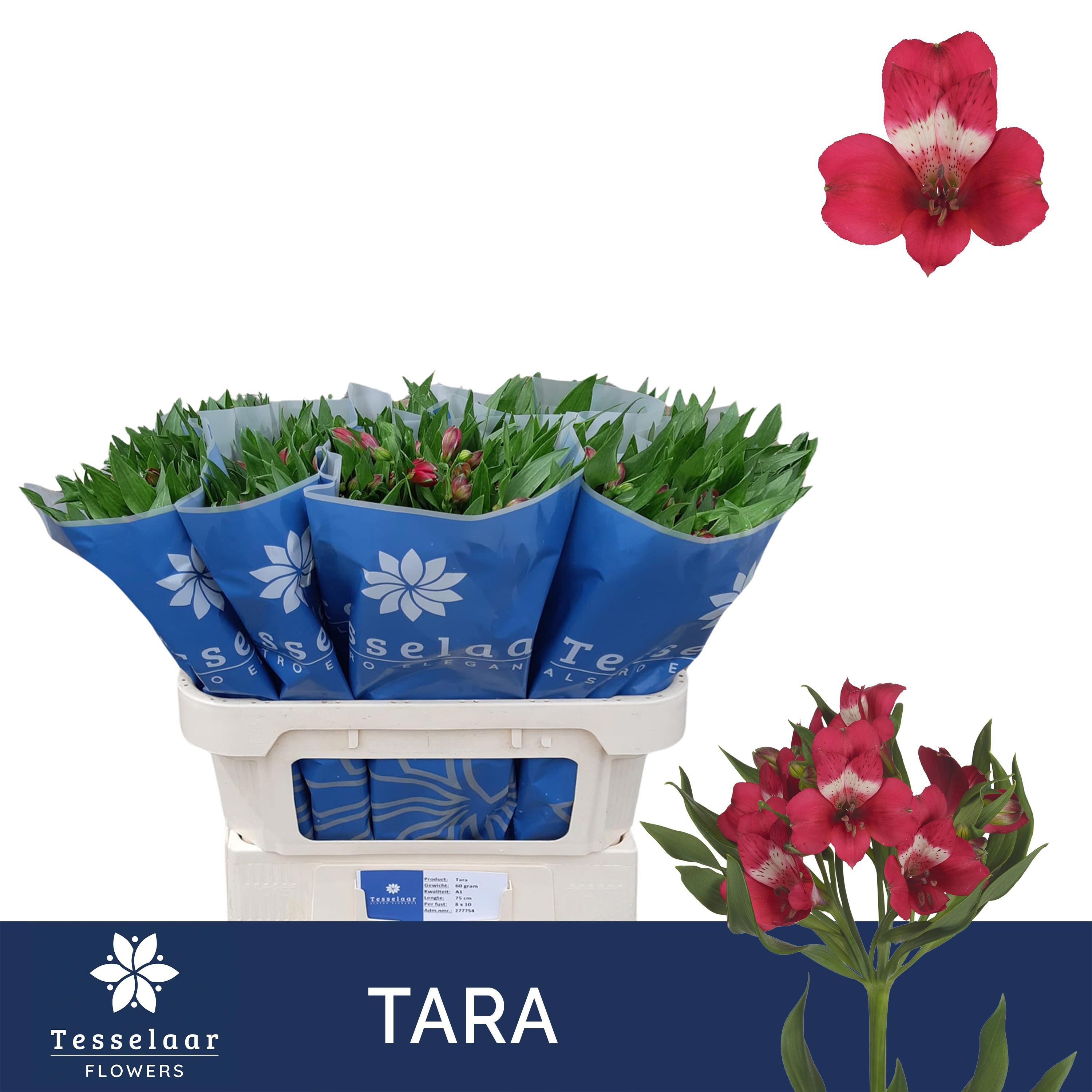 10x Alstroemeria tara 70cm