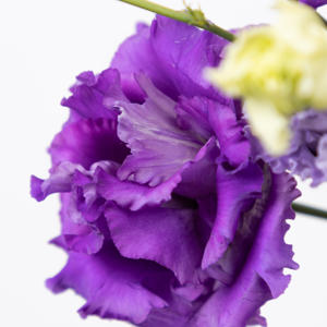 10x Eust.alissa blue du 70cm