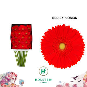 15x Gerb.red explosion 70cm