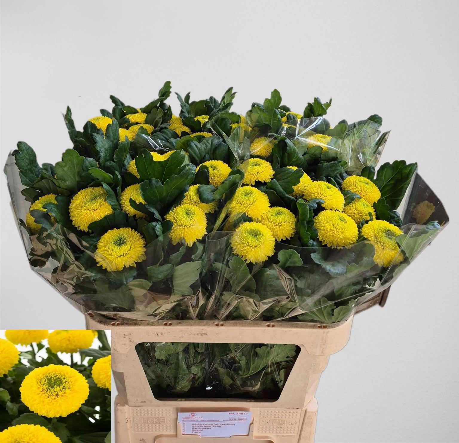 10x Chrysant golden ping pong g 80cm