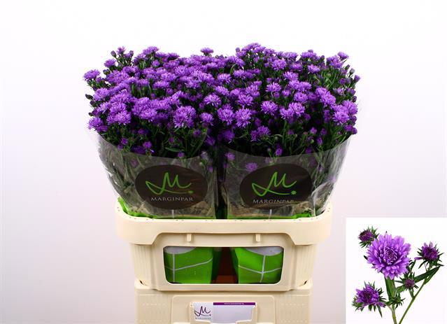 25x Aster astee dark milka 80cm