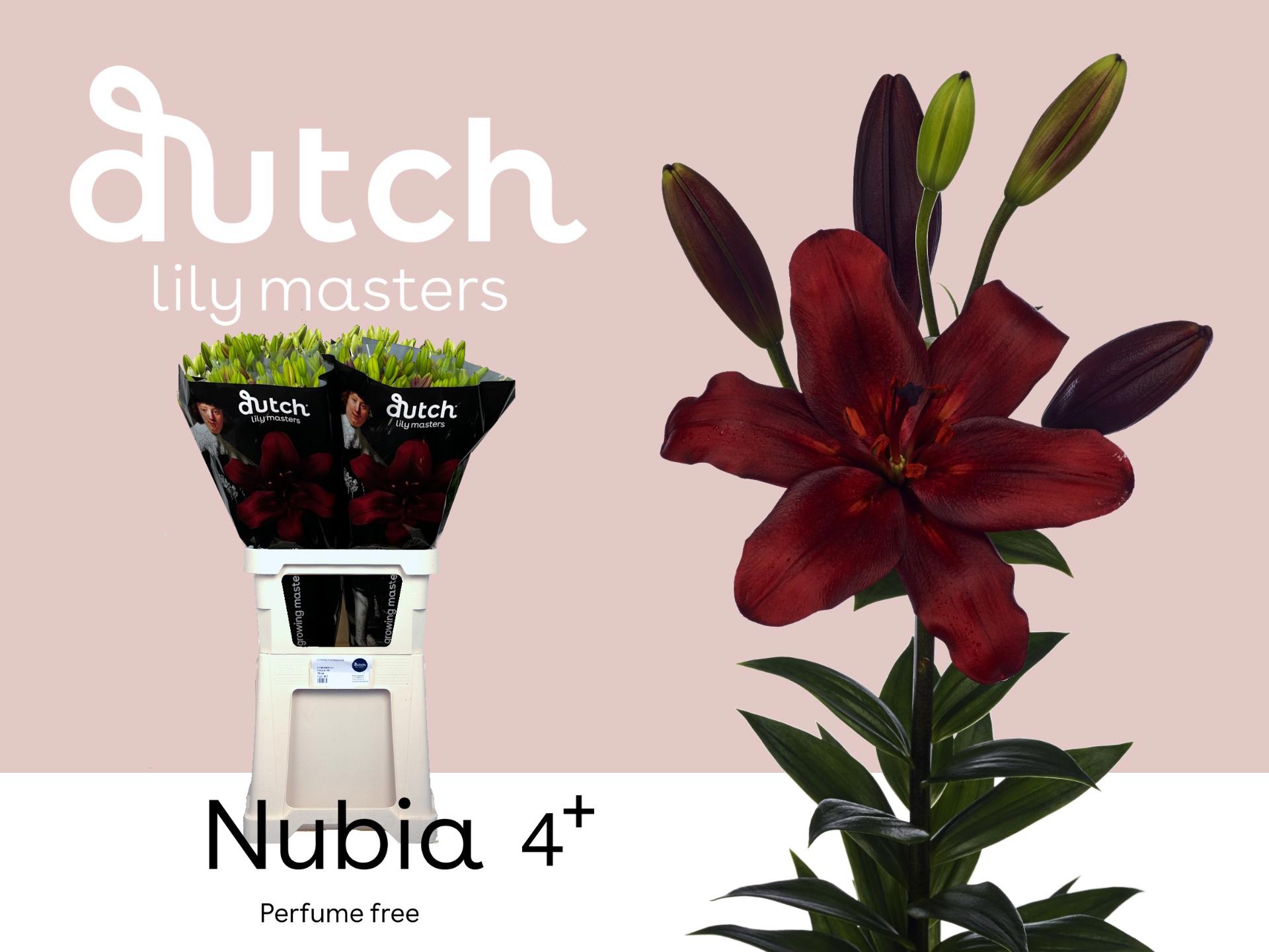 10x Lil.nubia la 80cm