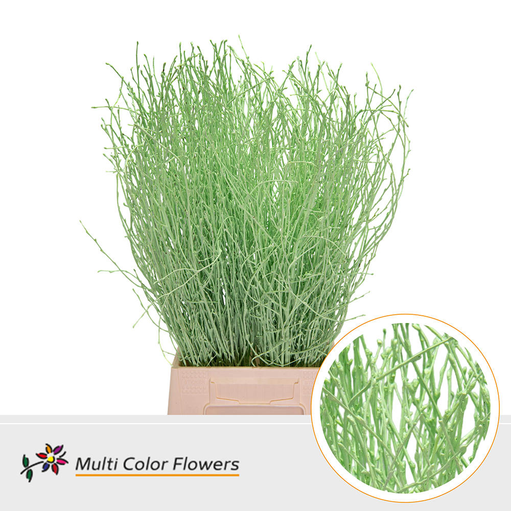 10x Tk betula mintgroen 70cm