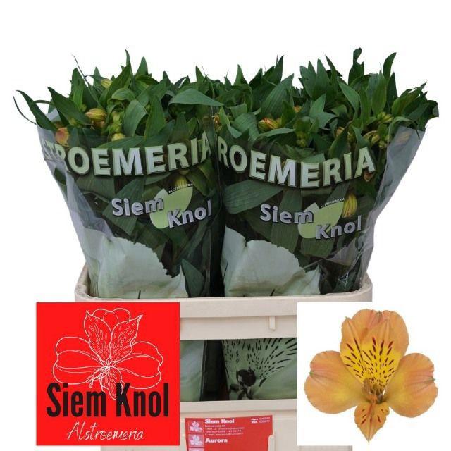10x Alstroemeria aurora 70cm