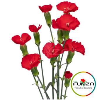 20x Dian.tr.solomio simply love 60cm
