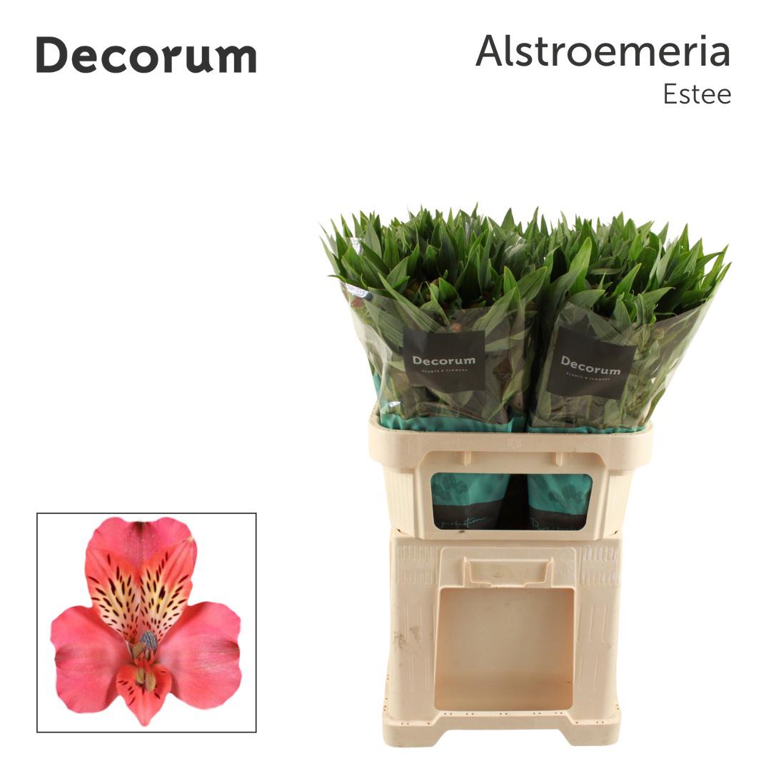 10x Alstroemeria estee 70cm