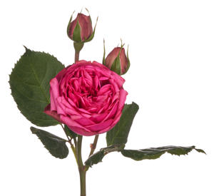 10x Rosa pink piano freiland 40cm