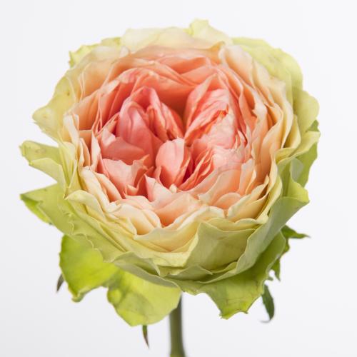 20x Rosa gravity 60cm