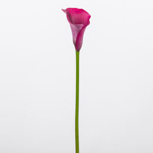 10x Zant.capt.promise 60cm