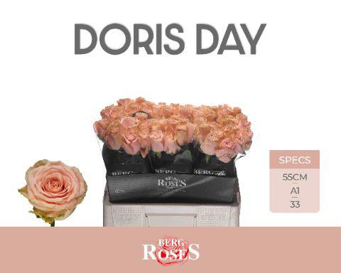 10x Rosa doris day 50cm