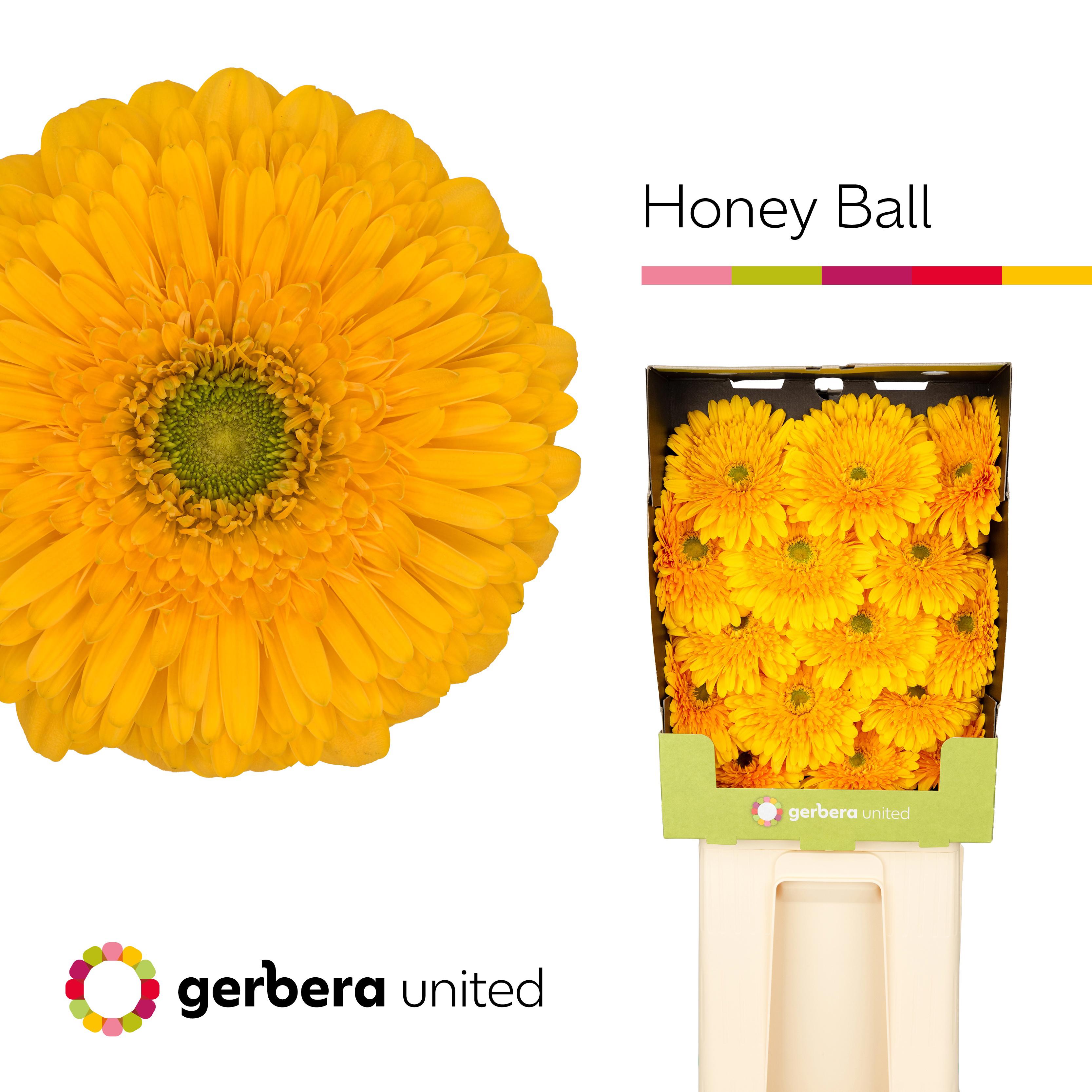 15x Gerb.pomponi honey ball 70cm