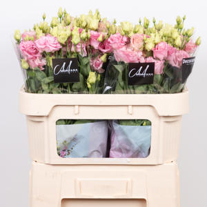 10x Eust.alissa rose du 70cm