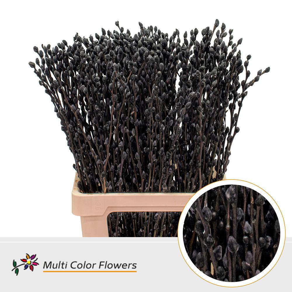 50x Tk salix katjes zwart 70cm