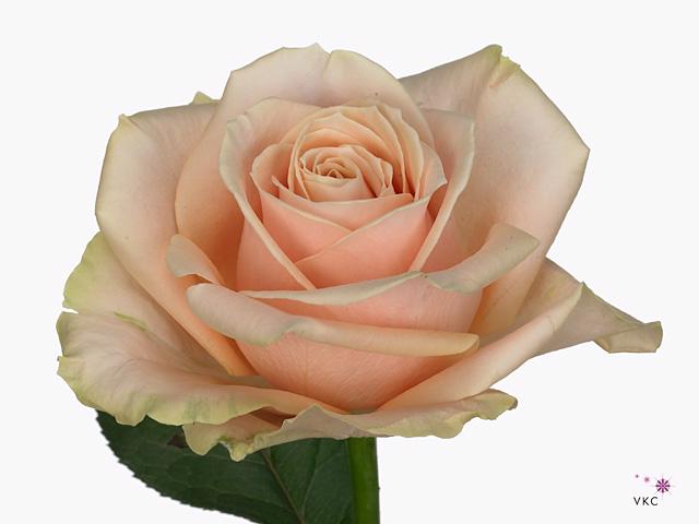 10x Rosa pearl avalanche+ 60cm