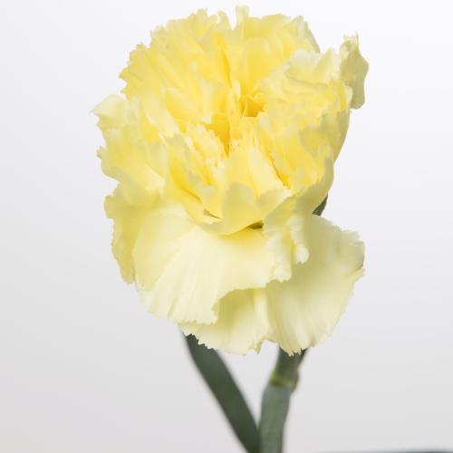 20x Dian.st.diletta giallo 60cm