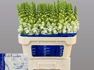 10x Antir.antibes white 70cm